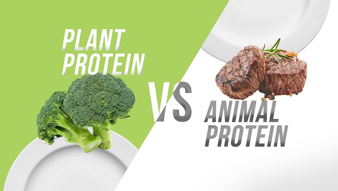 Plant Protein VS Animal Protein – BPI2U